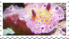 A digital stamp with a pink nudibranch